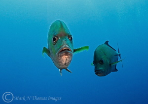 Waldorf & Stadler.
Black jacks, Isla Socorro. by Mark Thomas 